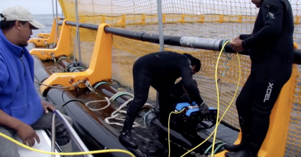 Using an ROV to inspect a net in the aquaculture industry.