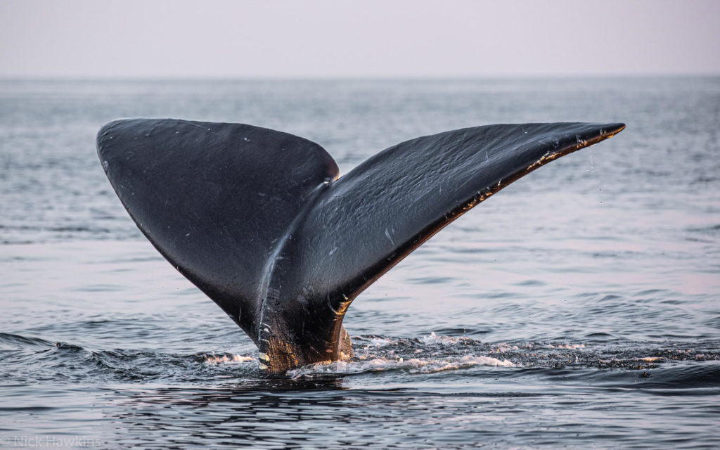 Nick Hawkins, a documentary filmmaker, is on a quest to film the endangered North Atlantic Right Whale. (Credit: Nick Hawkins)