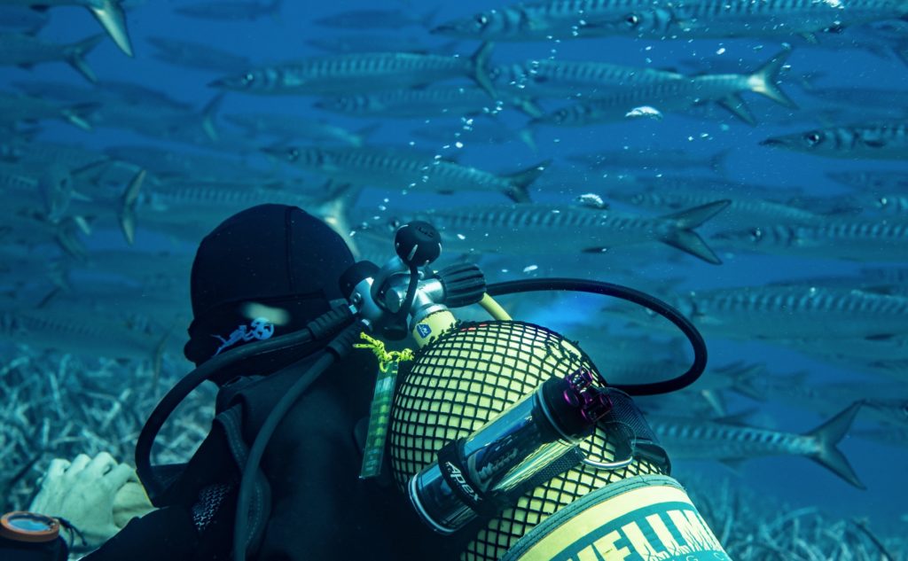 Remora device in the wild. (Credit: Pierre-Yves Cousteau)