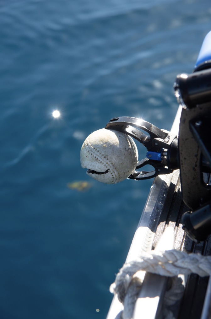 The Newton Gripper caught a baseball! Photo credit: Climate Magazine