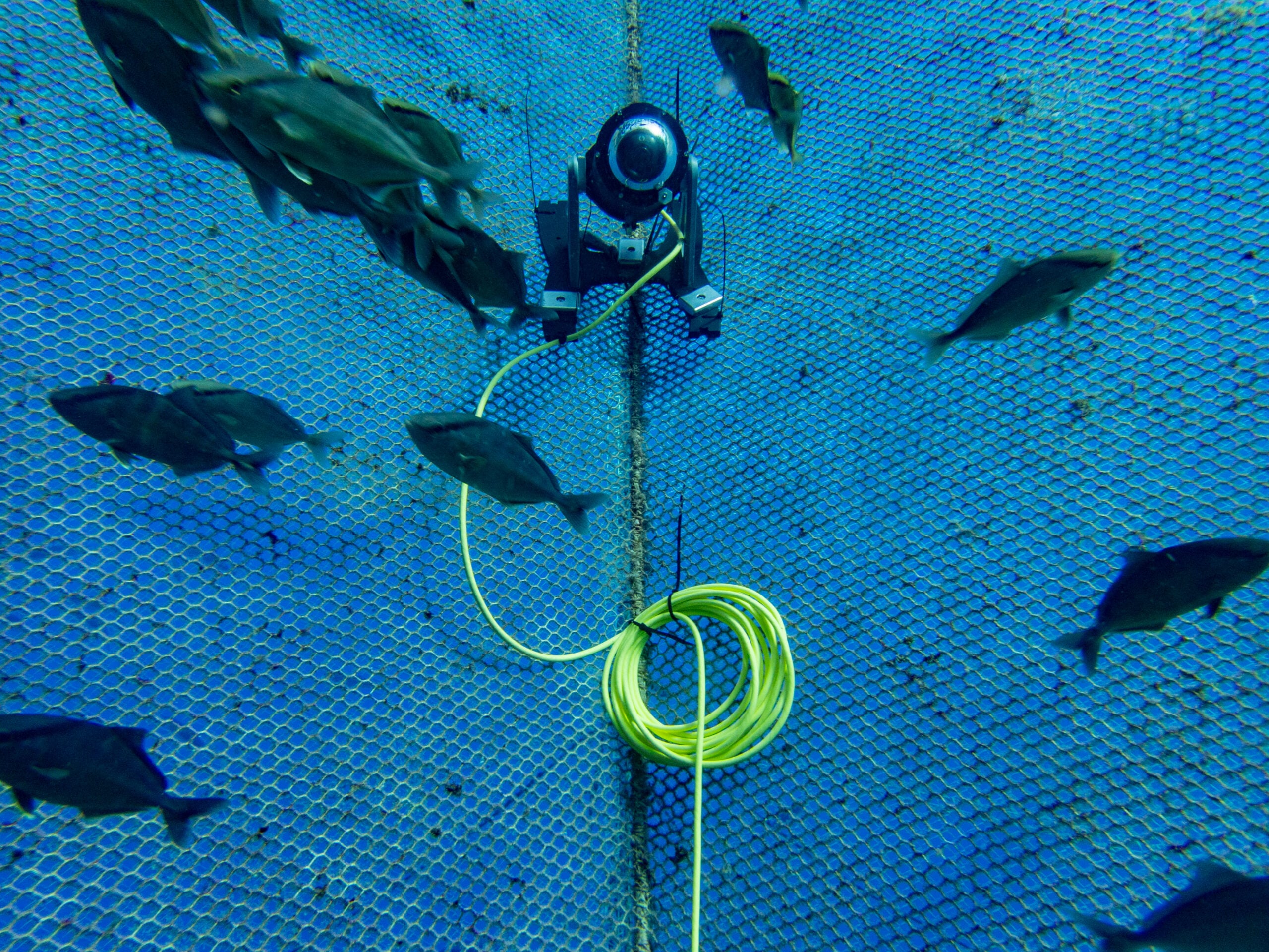 camera on cord in fish pen with fish swimming around it
