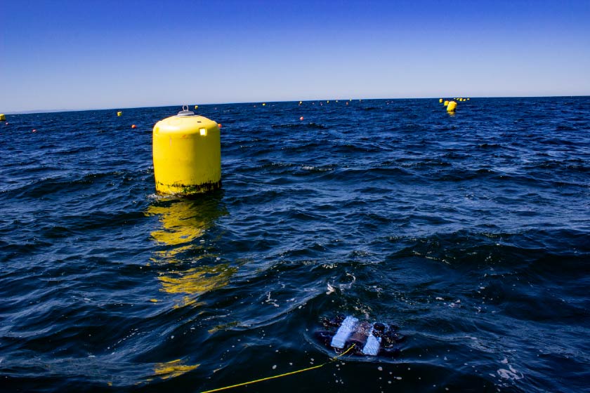 BlueROV2 in ocean next to a big yellow buoy on a kelp farm