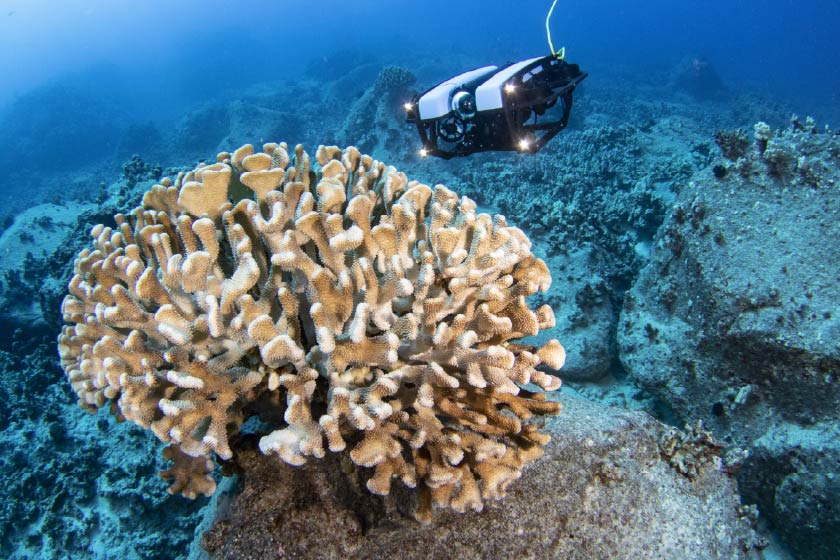 BlueROV2 focused on Pocillopora coral, which is at the forefront of the photo
